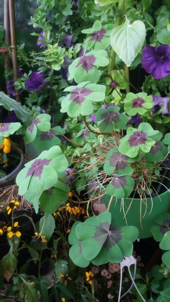 Oxalis - Iarna pe balcon