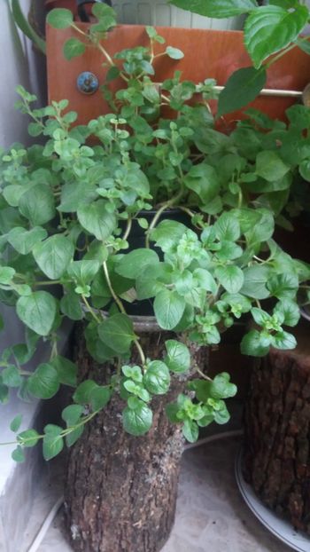 Oregano - Iarna pe balcon