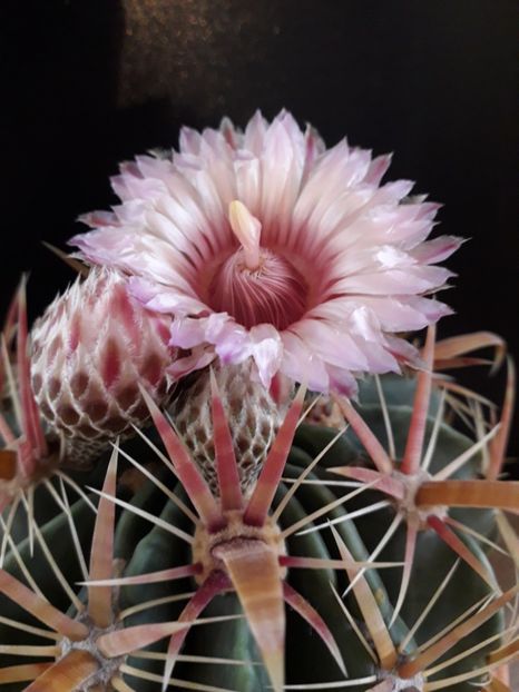 Ferocactus latispinus - Cactusi 2020 final de an