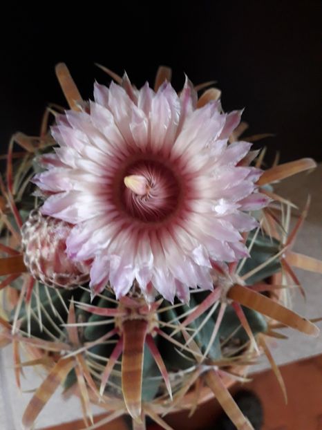 Ferocactus latispinus - Cactusi 2020 final de an