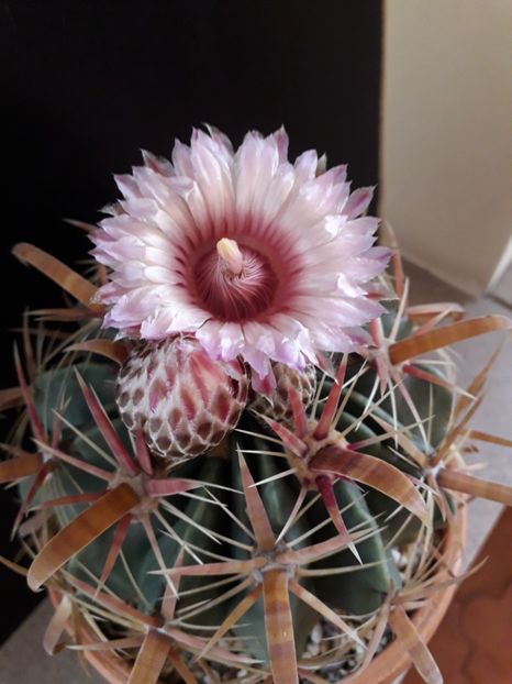 Ferocactus latispinus - Cactusi 2020 final de an