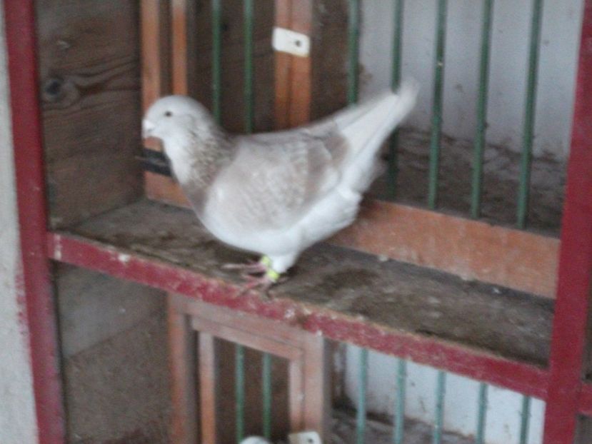 4 luni - porumbei 2020