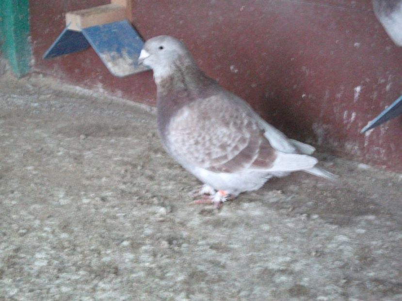 fata - porumbei 2020