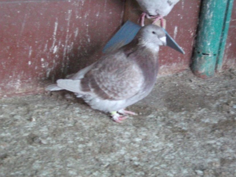 fata - porumbei 2020