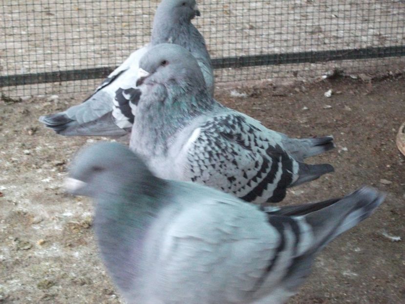 fata 4 luni - porumbei 2020