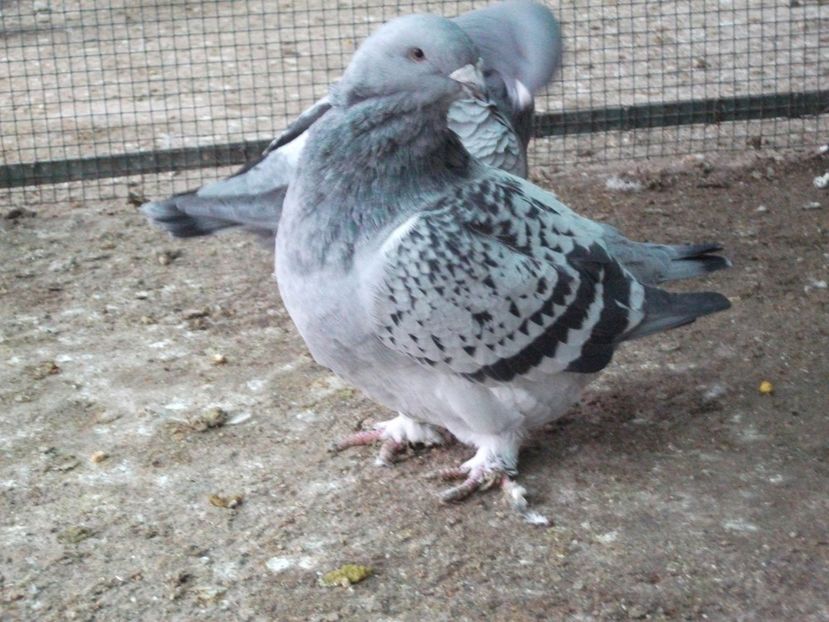 fata 4 luni - porumbei 2020