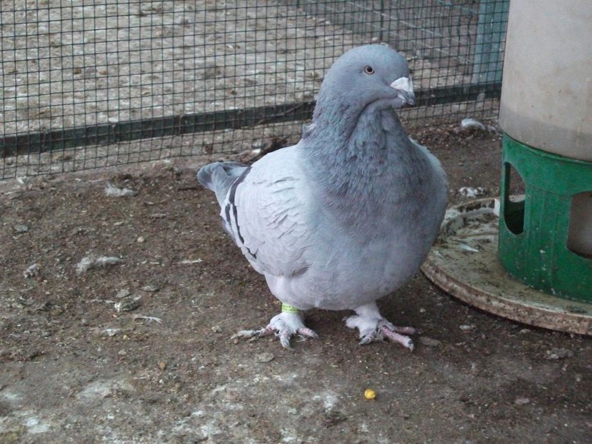 fata - porumbei 2020