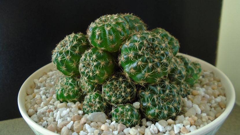 Lobivia (Echinopsis) arachnacantha?? - Cactusi 2020 final de an