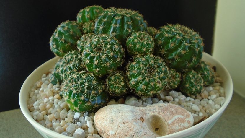 Lobivia (Echinopsis) arachnacantha?? - Cactusi 2020 final de an