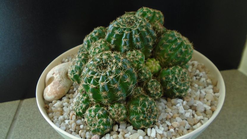 Lobivia (Echinopsis) arachnacantha?? - Cactusi 2020 final de an