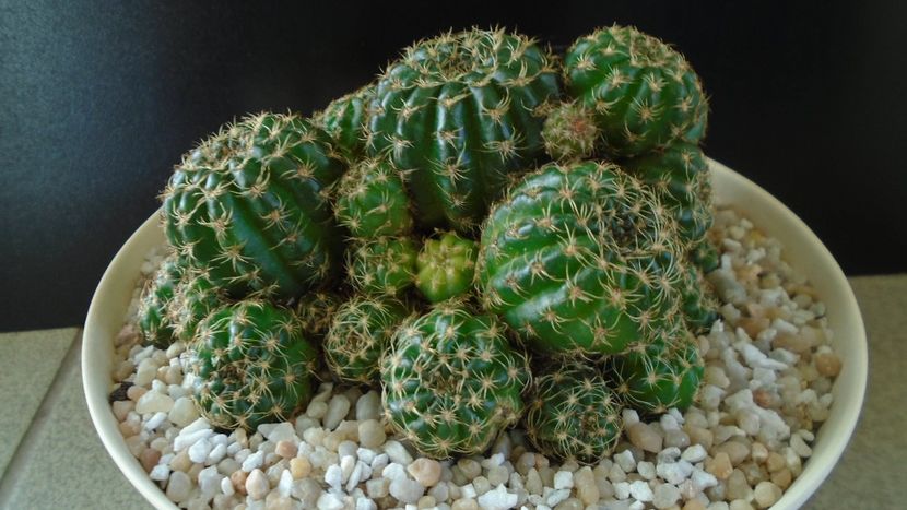 Lobivia (Echinopsis) arachnacantha?? - Cactusi 2020 final de an