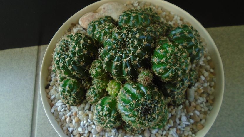 Lobivia (Echinopsis) arachnacantha?? - Cactusi 2020 final de an