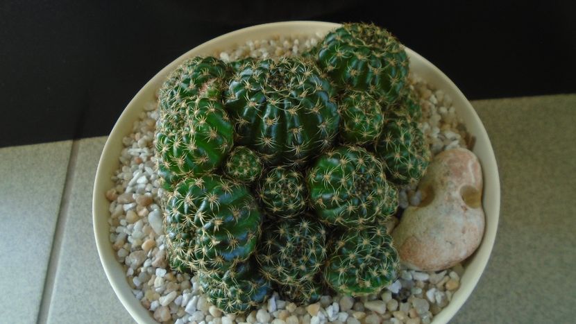 Lobivia (Echinopsis) arachnacantha?? - Cactusi 2020 final de an