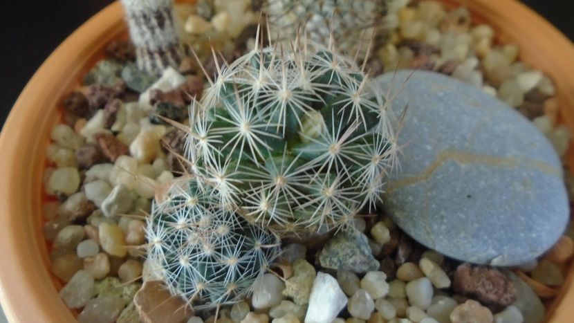 Mammillaria coahuilensis ssp. albiarmata - Cactusi 2020 final de an