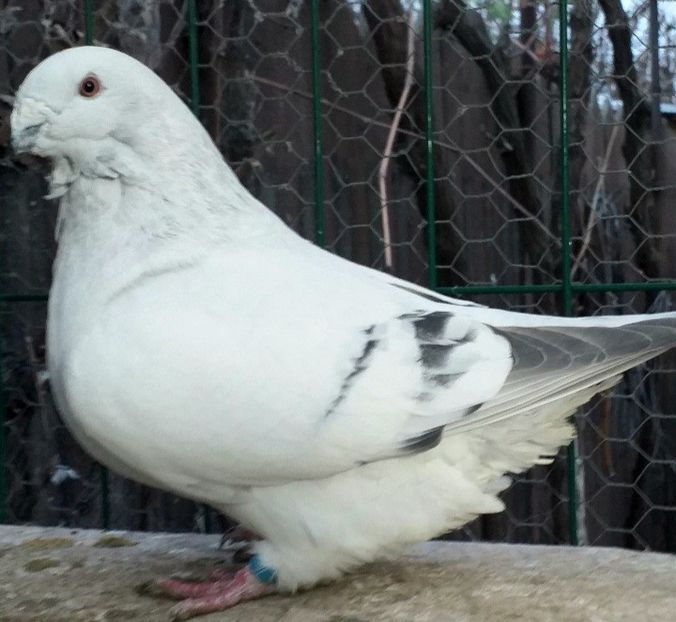  - VOIAJOR ROMANESC DE FRUMUSETE MASCULI