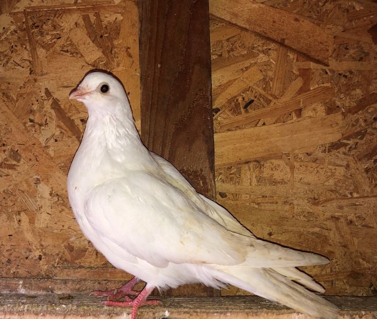 mascul  2020 - Plecați ALBUM 3