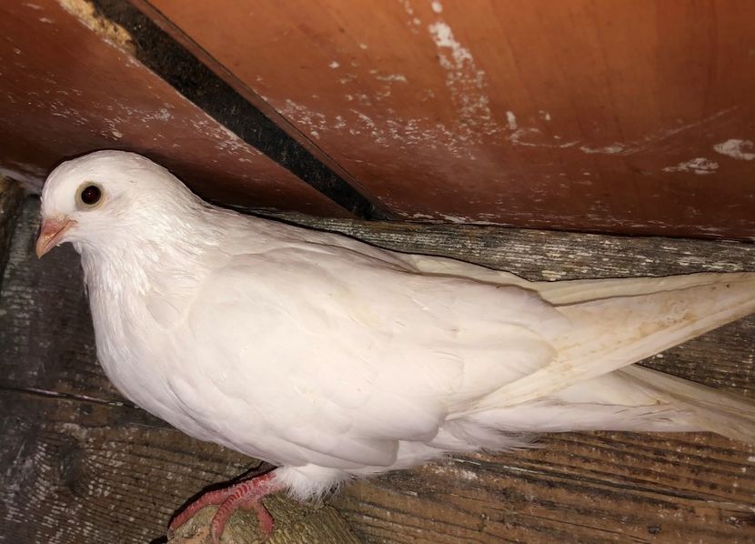 18586  mascul  2020 - Plecați ALBUM 3