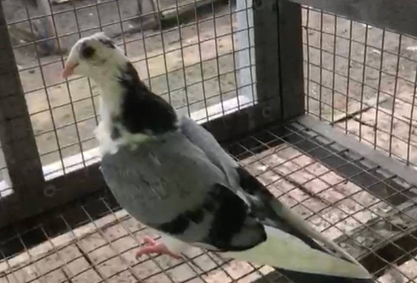 23090  femelă  2020 - Plecați ALBUM 3