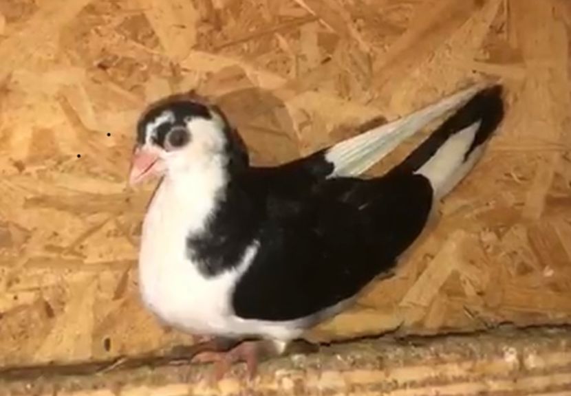 8625  femelă  2020 - Plecați ALBUM 3