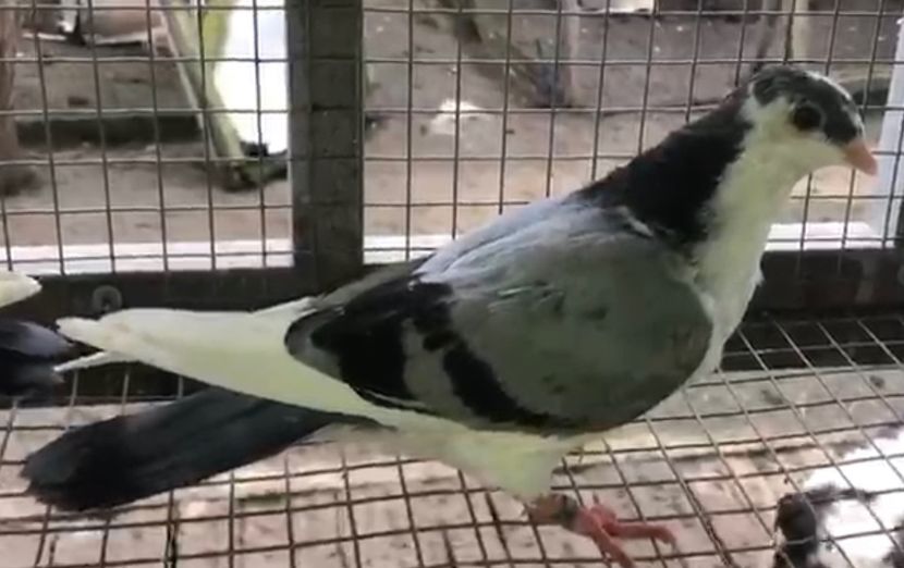 femelă  2020 - Plecați ALBUM 3