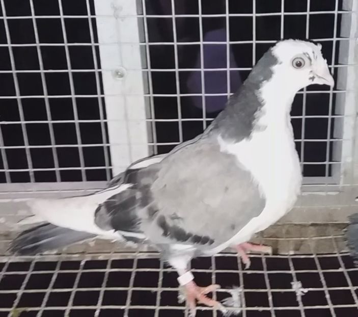 femelă  2020 - Plecați ALBUM 3