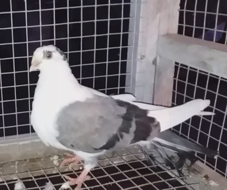 femelă  2020 - Plecați ALBUM 3