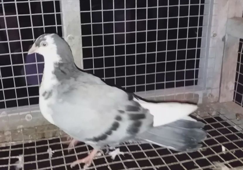 mascul  2020 - Plecați ALBUM 3