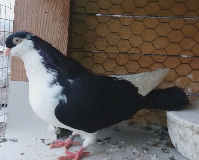 8613  mascul  2020 - Plecați ALBUM 3