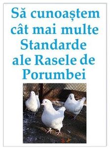  - Rase de porumbei