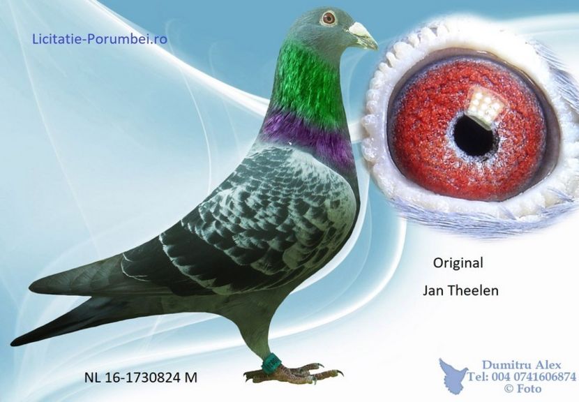  - Porumbei super top 2020 achizitii