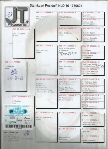 824ped - Porumbei super top 2020 achizitii