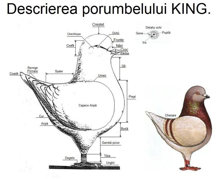  - Rase de porumbei