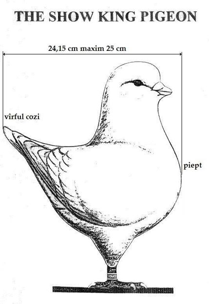  - Rase de porumbei