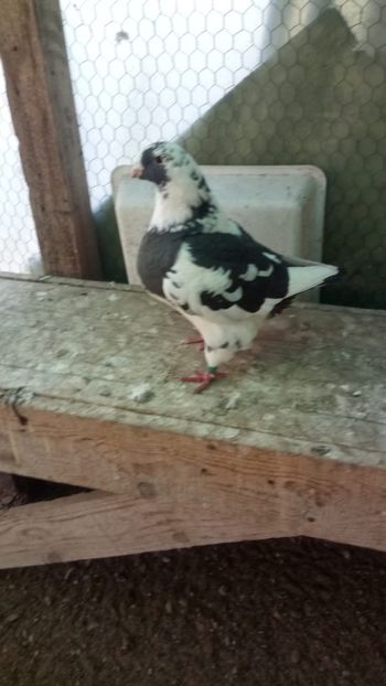 Femela 2019 - AMERICANI GIANTHOMER MATCA 2021