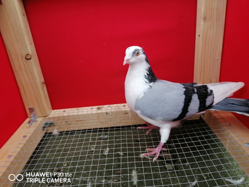  - porumbei care mi-au apartinut