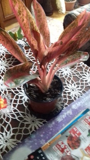  - 003-1 Aglaonema- planta intunericului