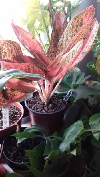  - 003-1 Aglaonema- planta intunericului
