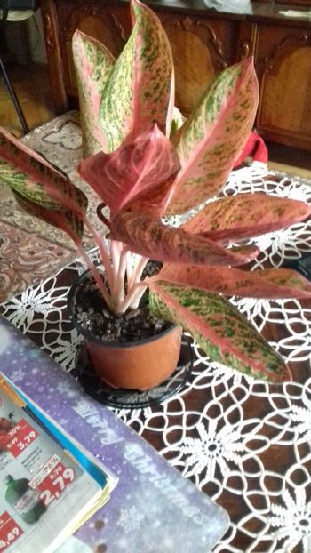  - 003-1 Aglaonema- planta intunericului