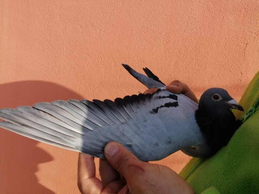 received_428385264856851 - 2020-decembrie-intarire Arteni