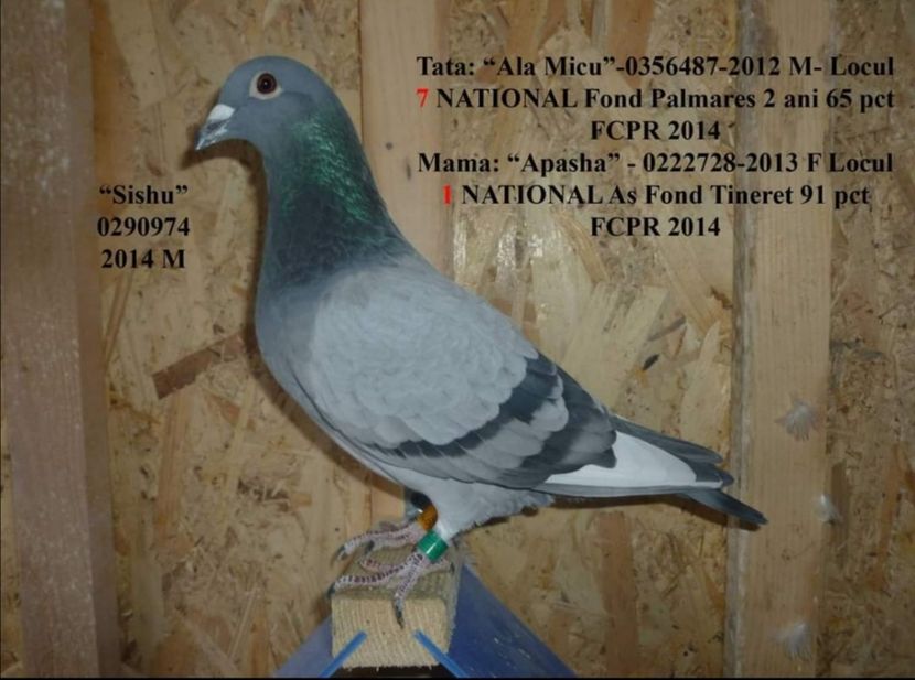 Screenshot_20201130_082003 - 2020-decembrie-intarire Arteni