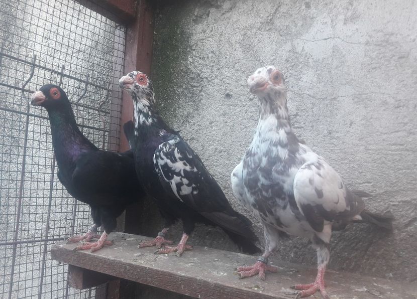 Pui 2020 - Carunculați 2020