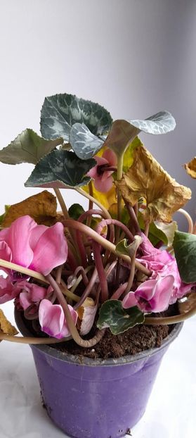 Cam asa arata cand am adus-o in casa - Cyclamen