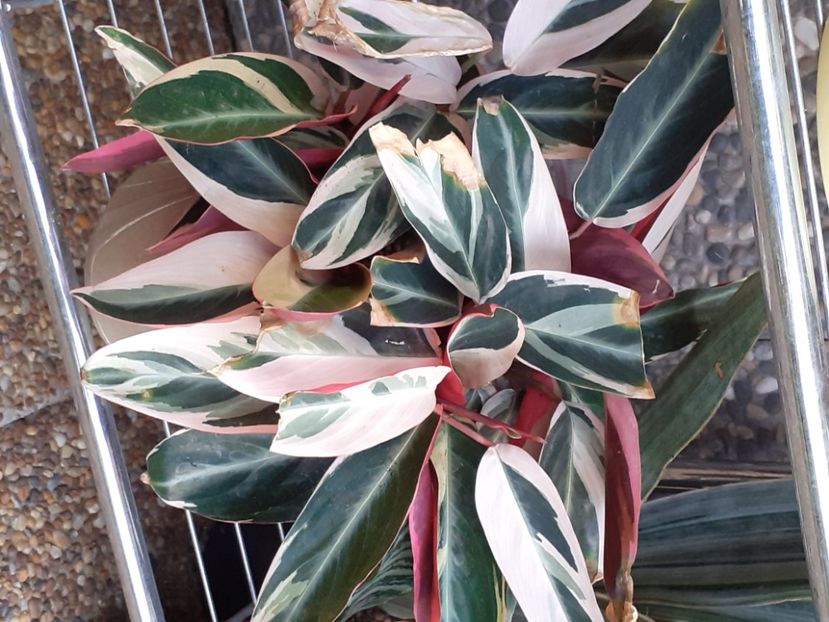  - Variegate