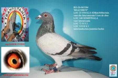 Columb-Transilvania-RO-065584-2020-foto - M BECHBOY