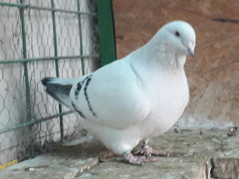  - VOIAJOR ROMANESC DE FRUMUSETE