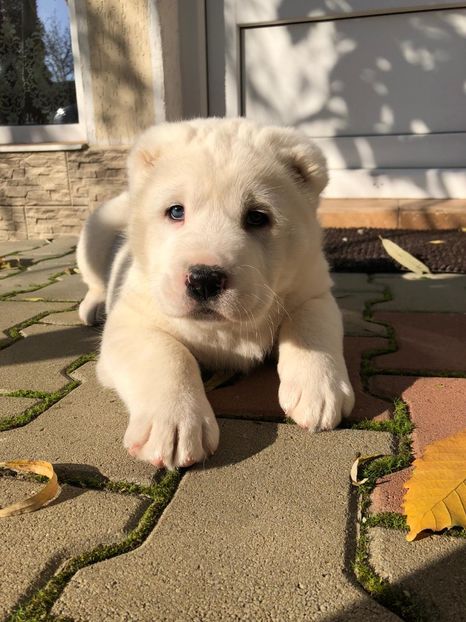 36E45046-79C0-4271-8AD2-4E39C449F3EB - Pusha