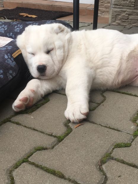 40FBF089-821E-4B5E-98EF-9A0274FFA38F - Pusha