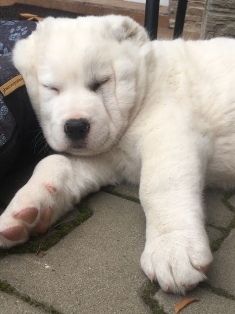 4DB78BA3-E33B-46BC-8384-24105195FC3D - Pusha