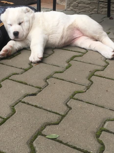 3FF4F829-366F-4462-80F4-A9FB3A952555 - Pusha