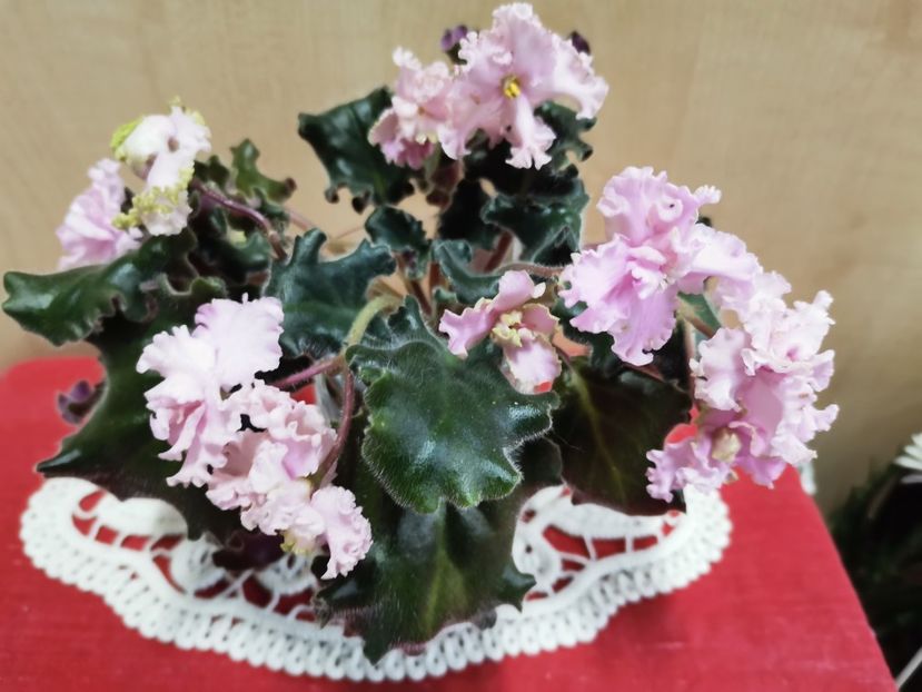  - Arctic Lace de la Diana